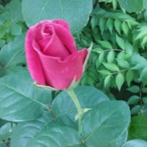 Meet your Posher, Mitzi